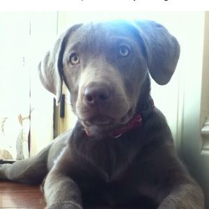 Meet your Posher, Corrie